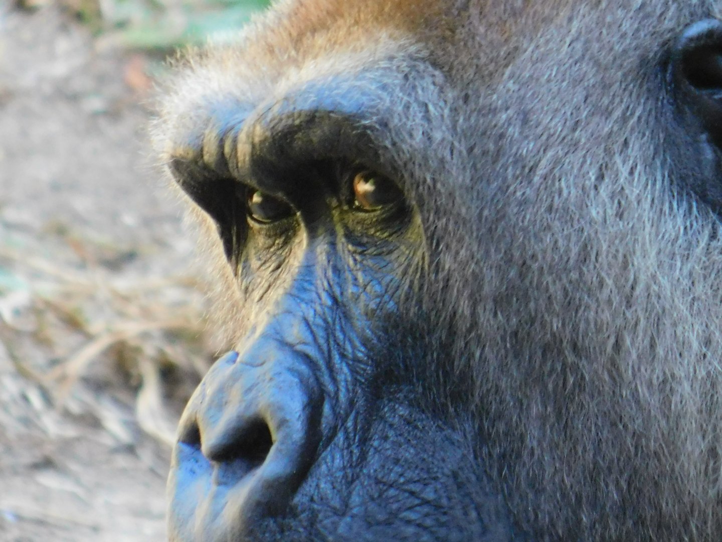 Western Lowland Gorilla
