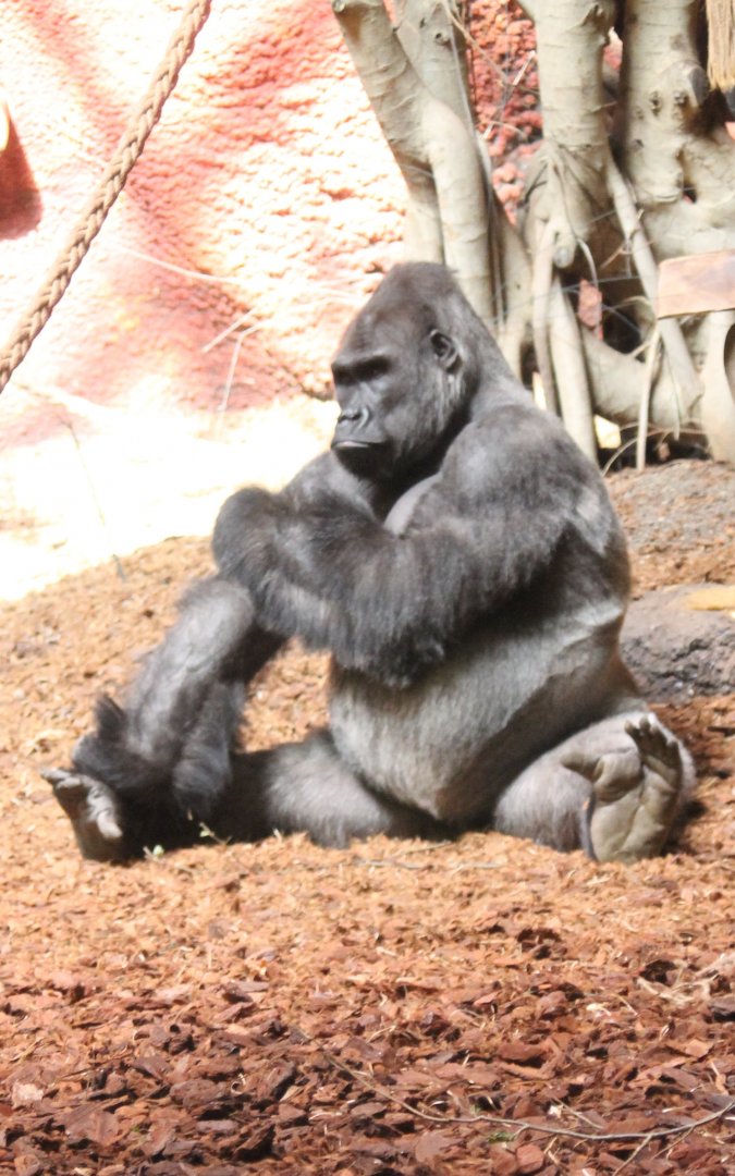 Western lowland gorilla