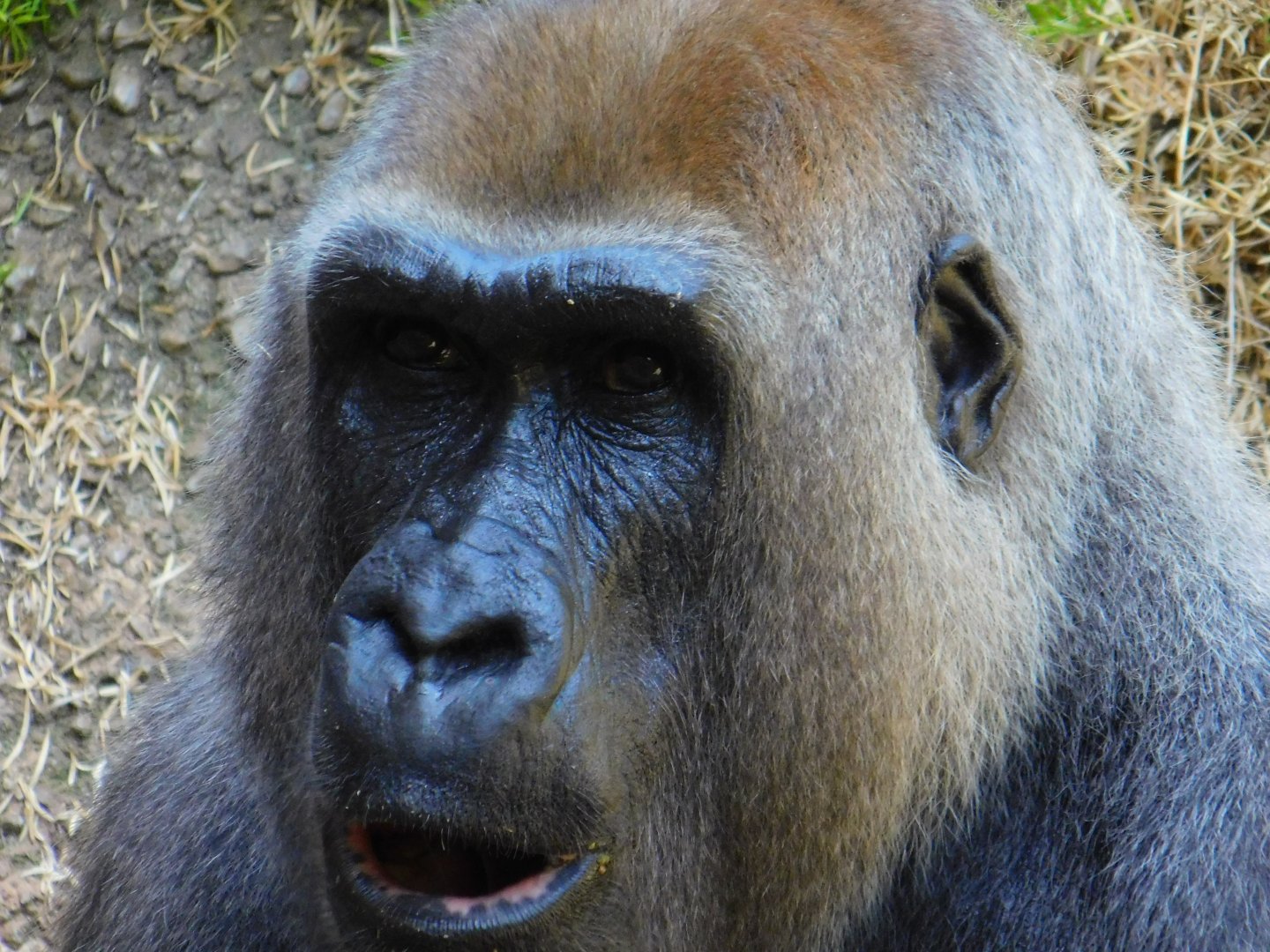 Western Lowland Gorilla