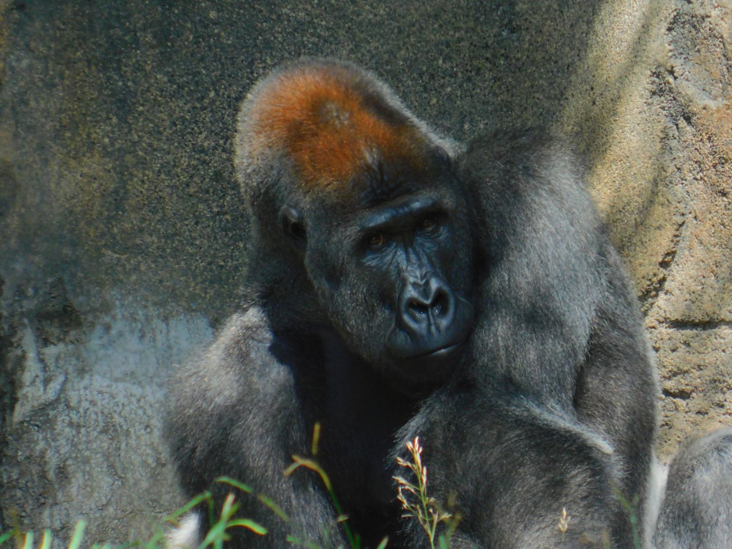 Western Lowland Gorilla