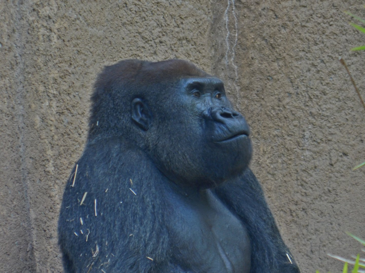 Western Lowland Gorilla