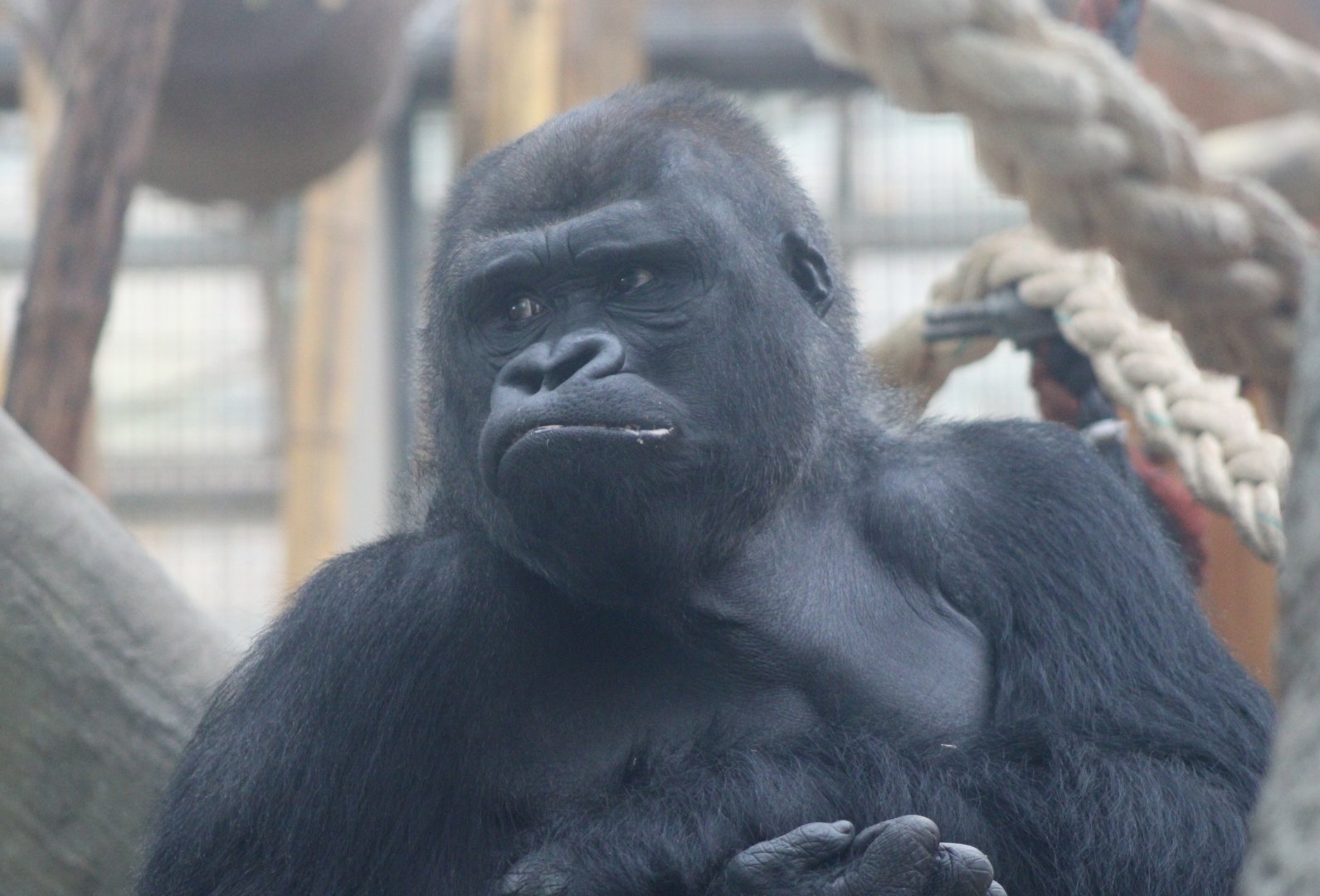 Western lowland gorilla