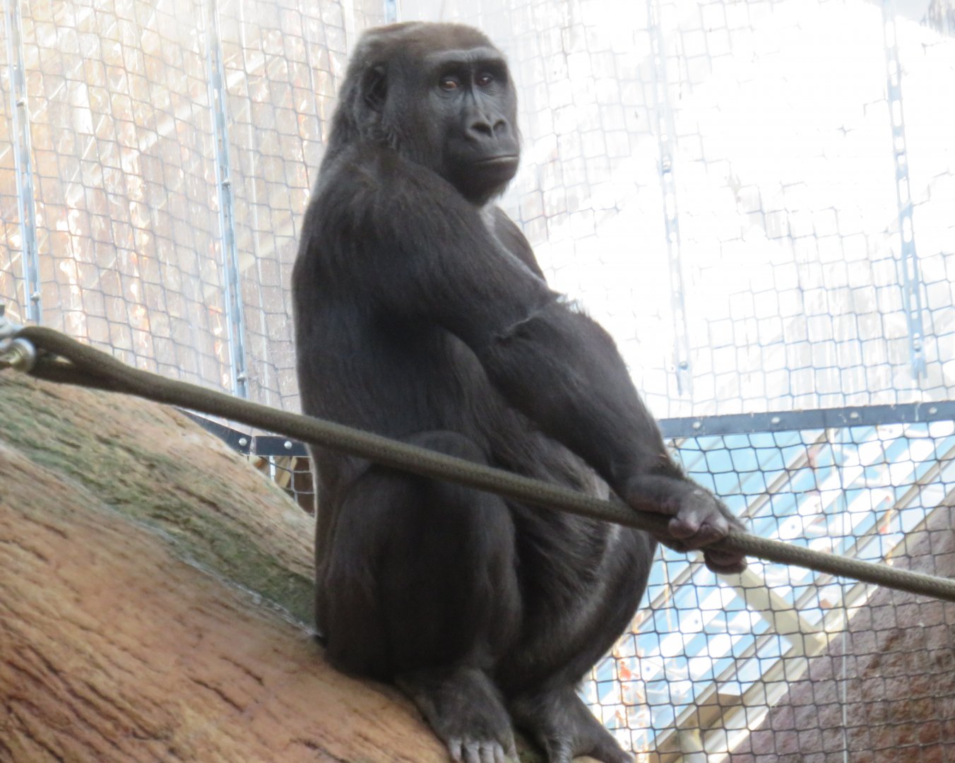 Western lowland gorilla