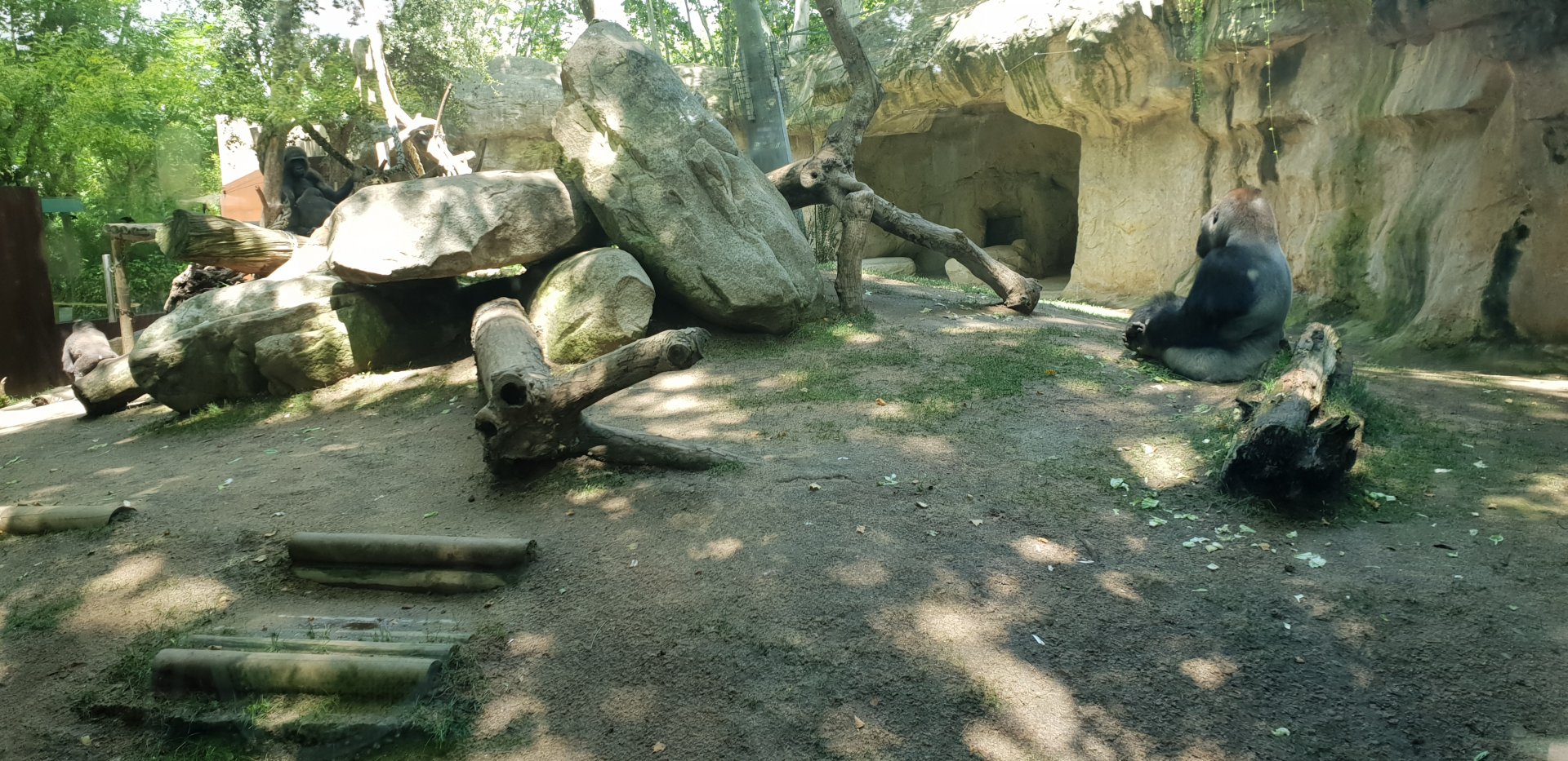 Western lowland gorilla