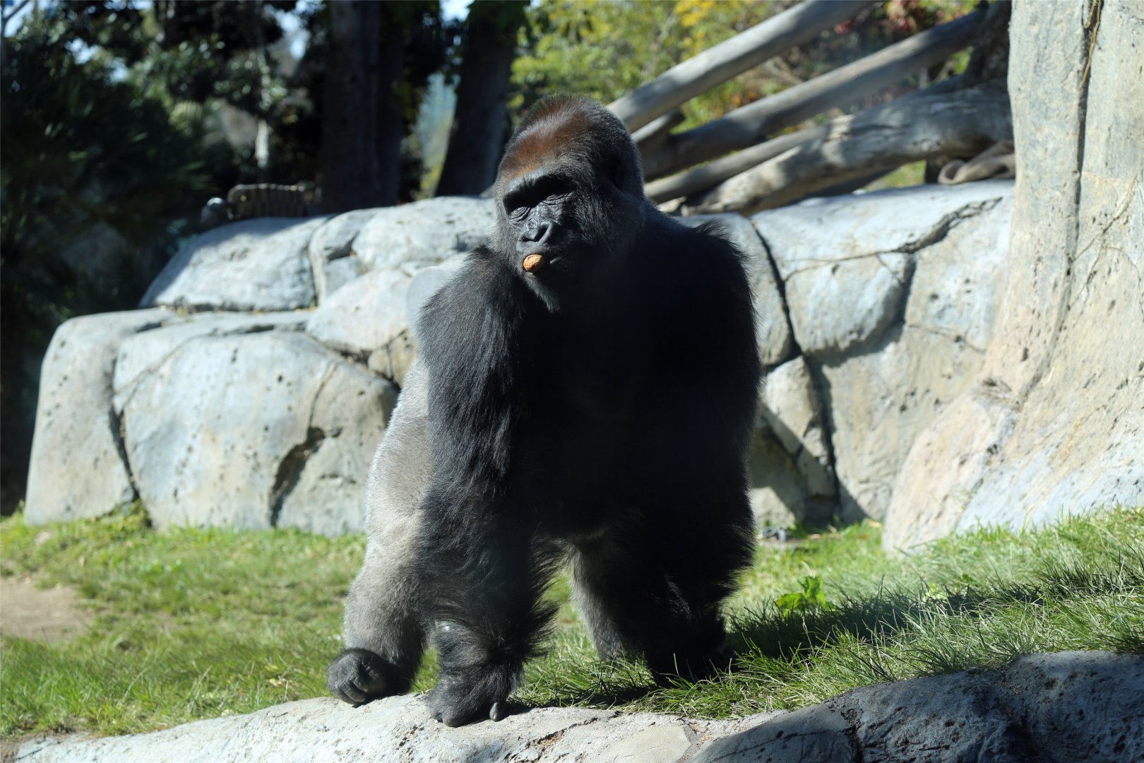 Western lowland gorilla
