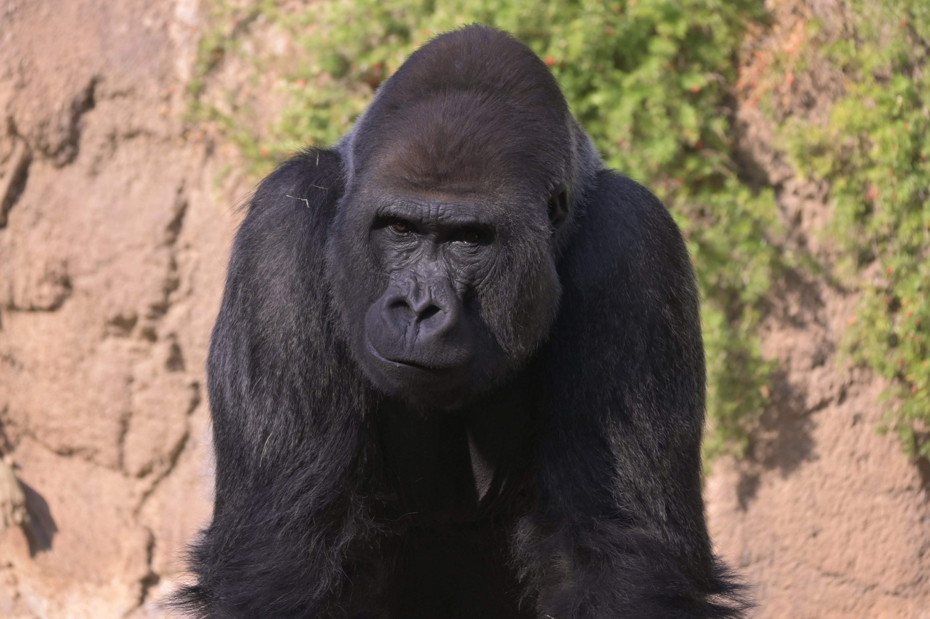 Western Lowland Gorilla