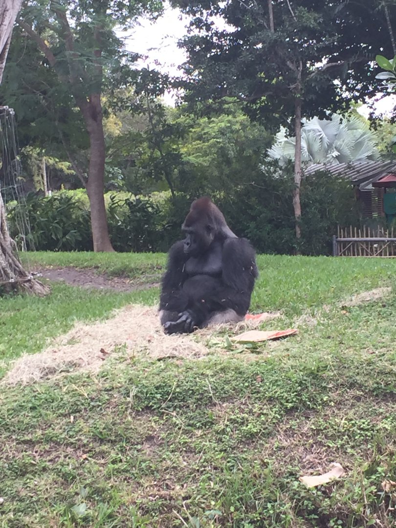 Western Lowland Gorilla