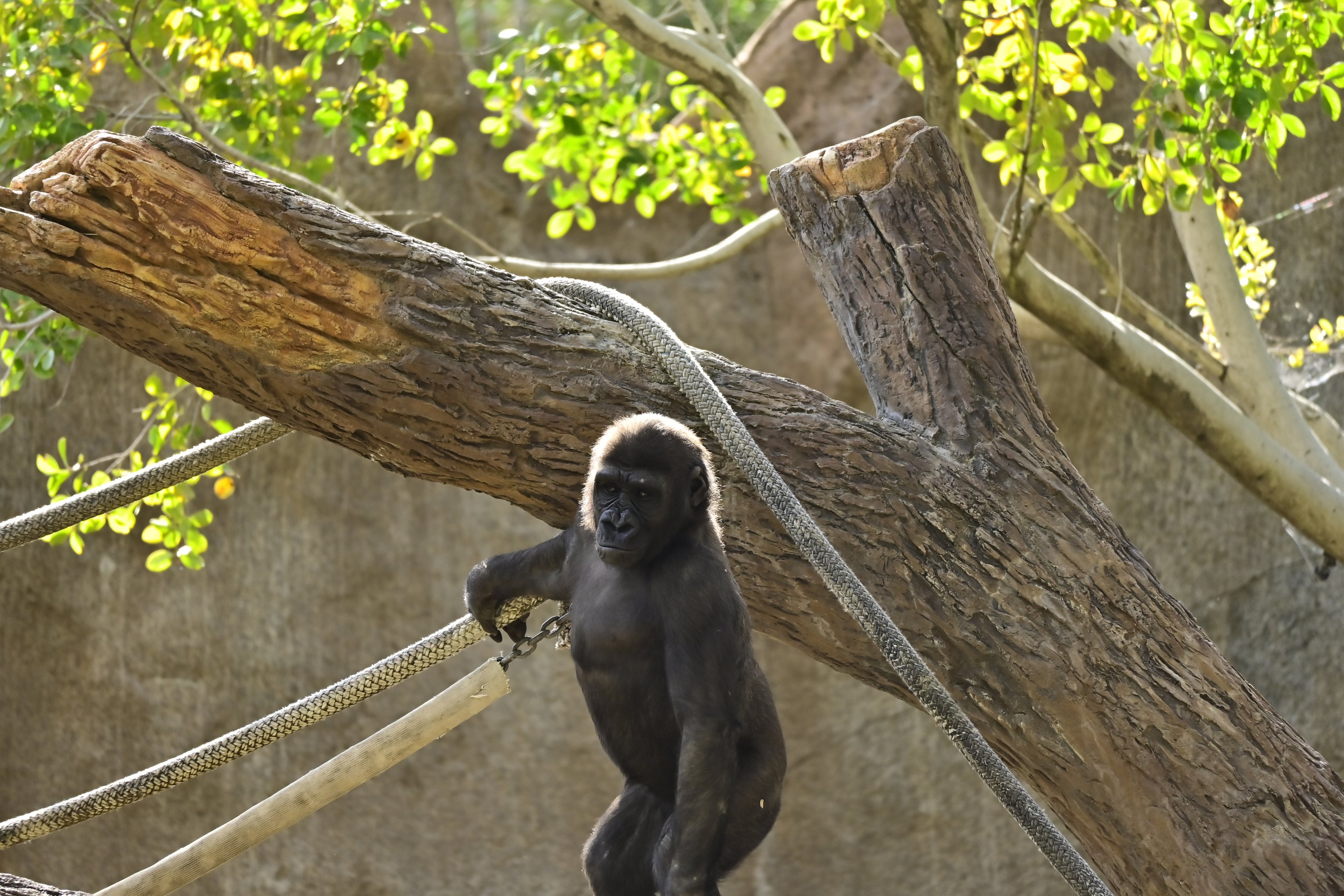 Western Lowland Gorilla
