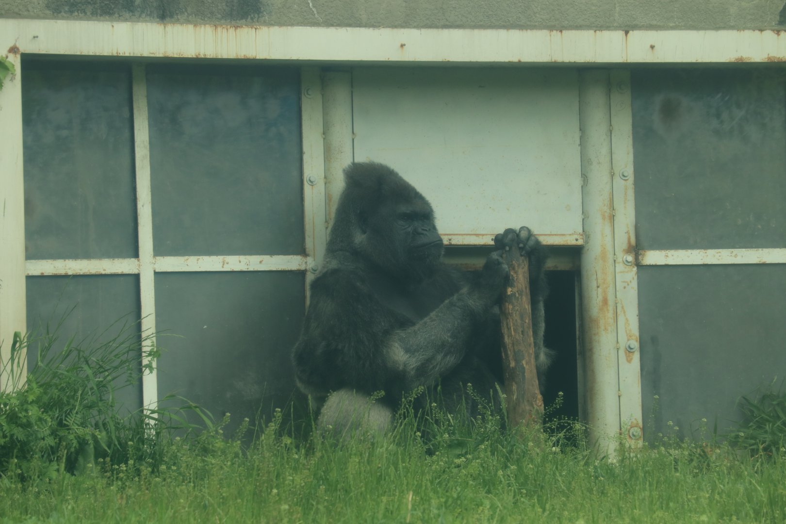 Western Lowland Gorilla