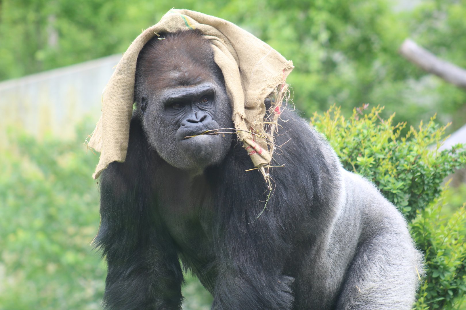 Western Lowland Gorilla