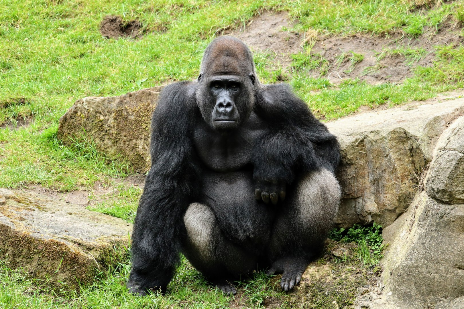 Western Lowland Gorilla