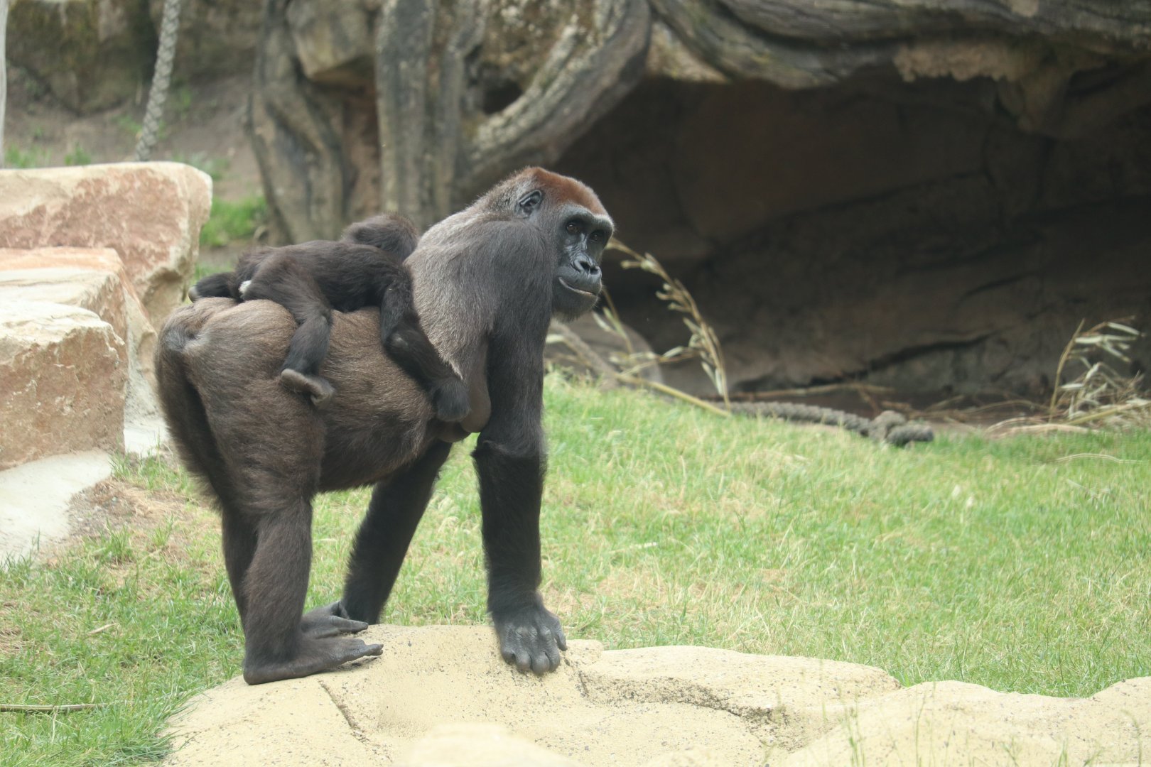 Western Lowland Gorilla
