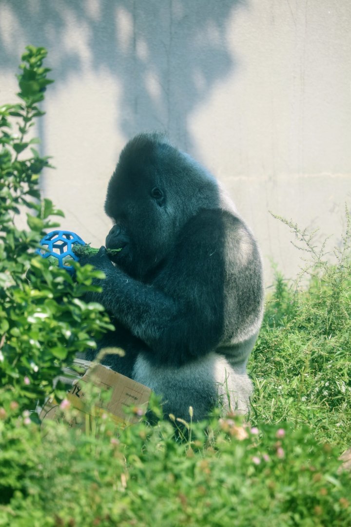 Western Lowland Gorilla
