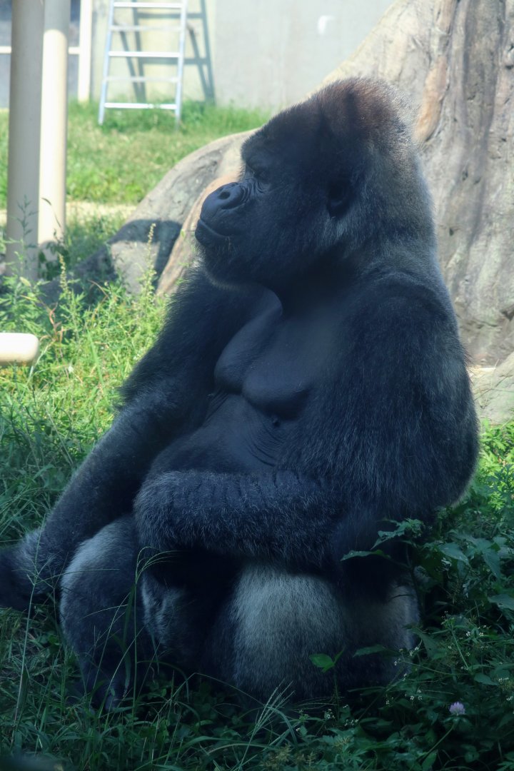 Western Lowland Gorilla