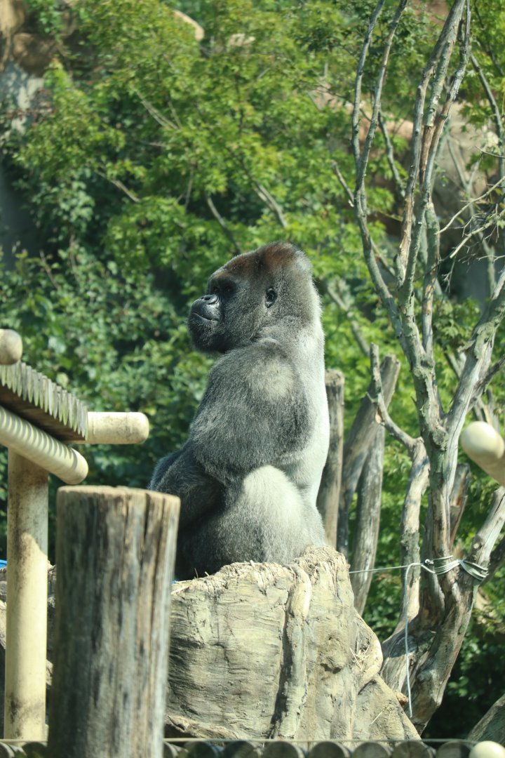 Western Lowland Gorilla