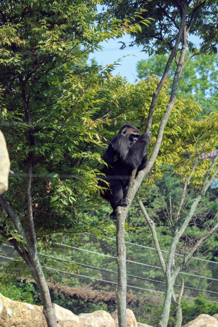 Western Lowland Gorilla