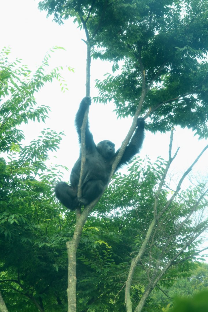 Western Lowland Gorilla