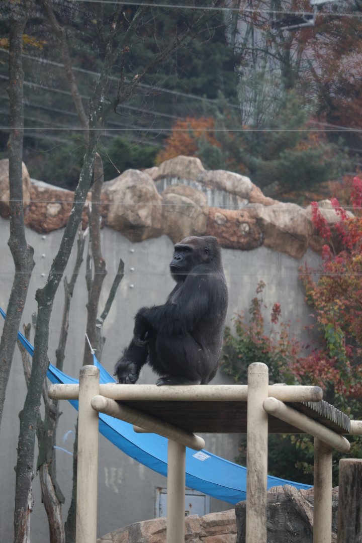Western Lowland Gorilla