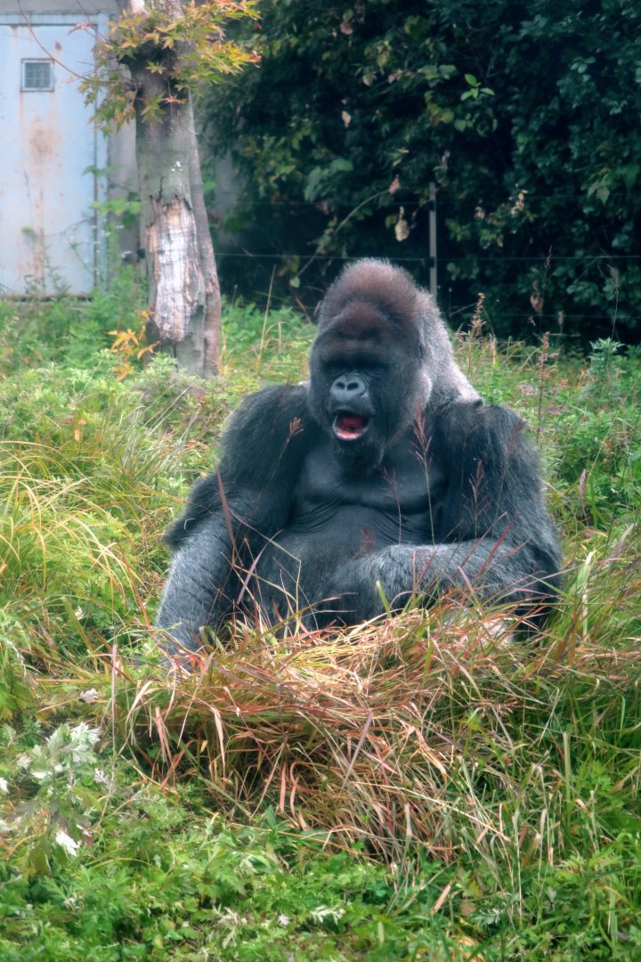 Western Lowland Gorilla