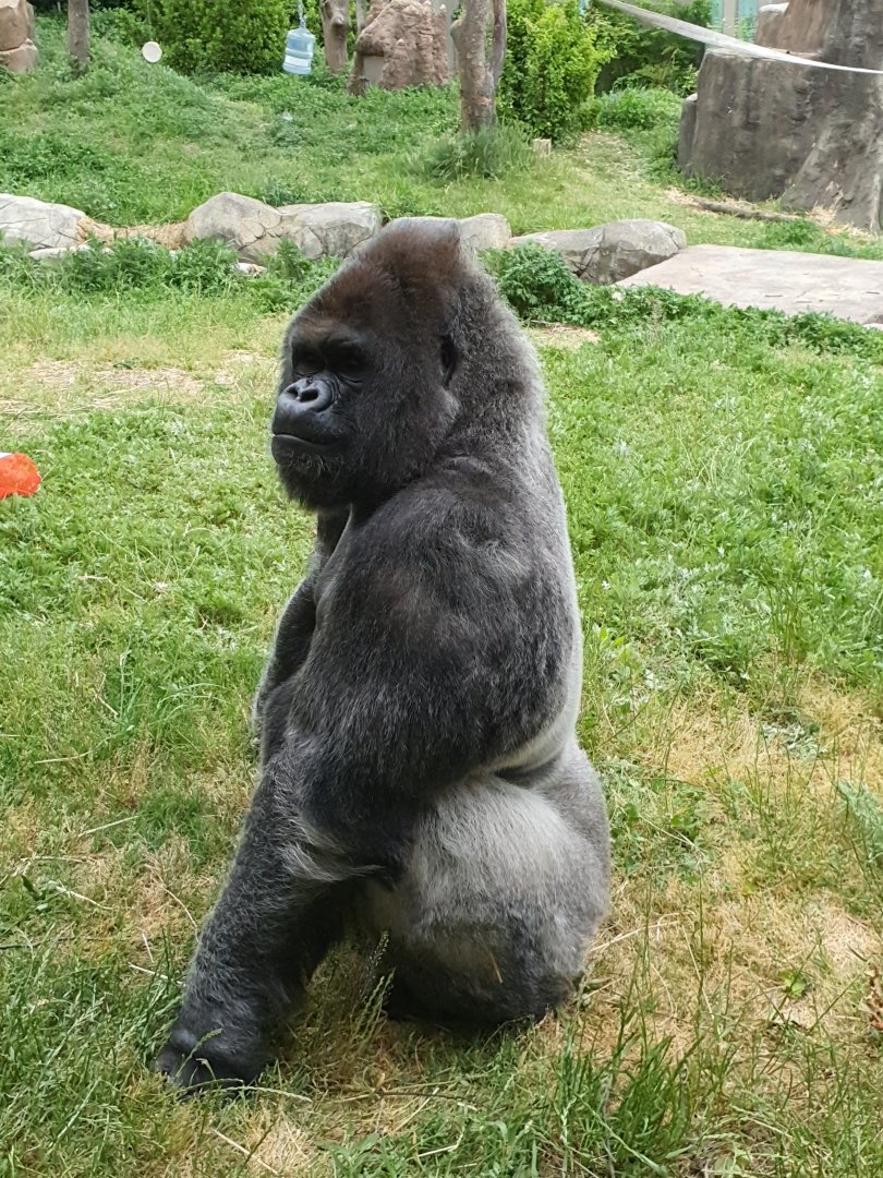 Western Lowland Gorilla