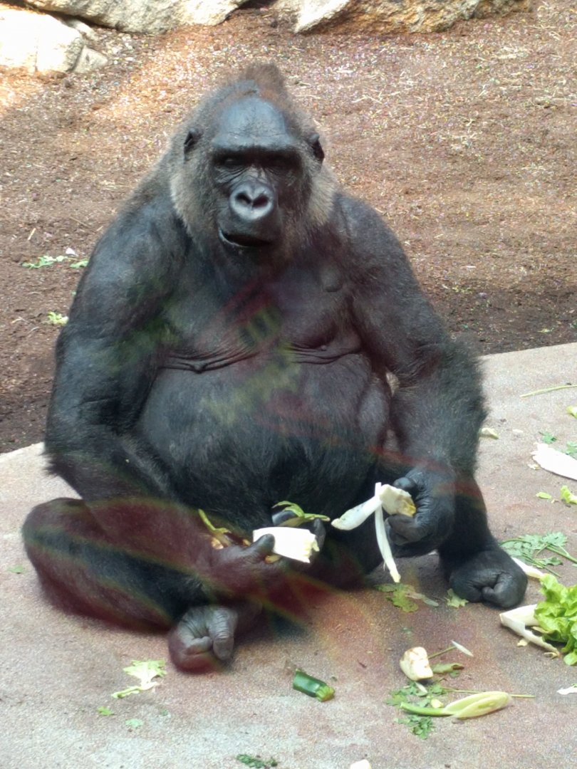 Western Lowland Gorilla