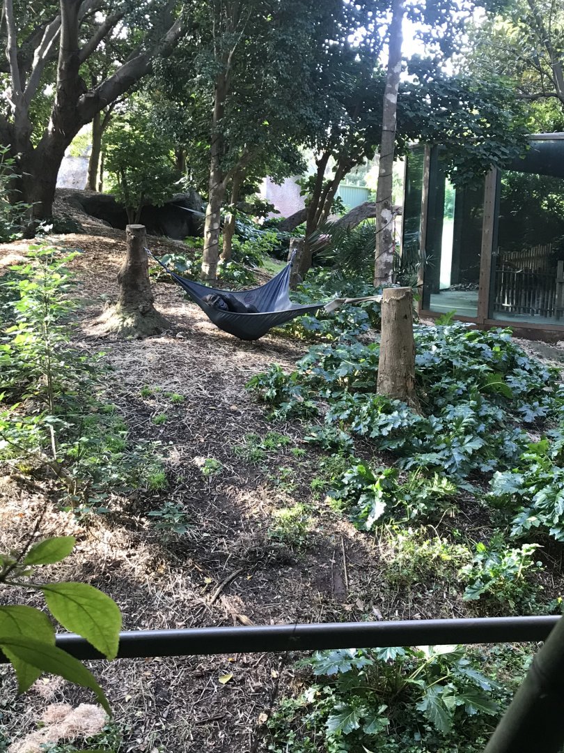 Western Lowland Gorilla