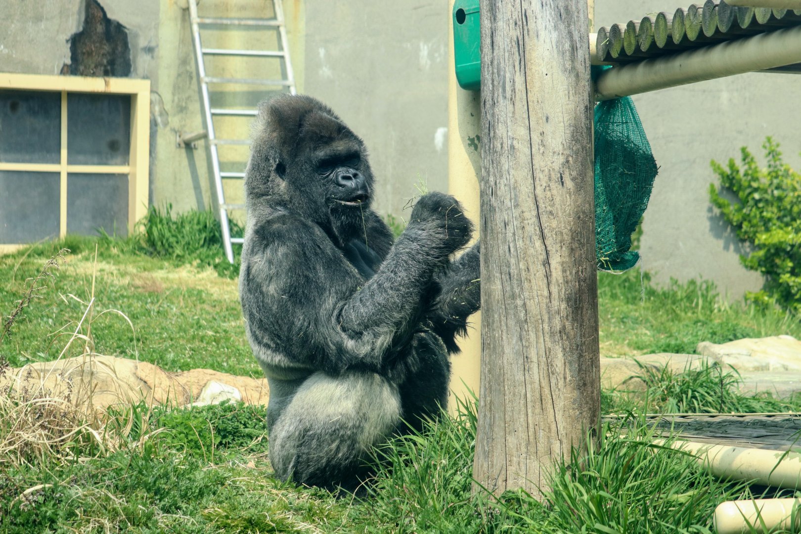 Western Lowland Gorilla