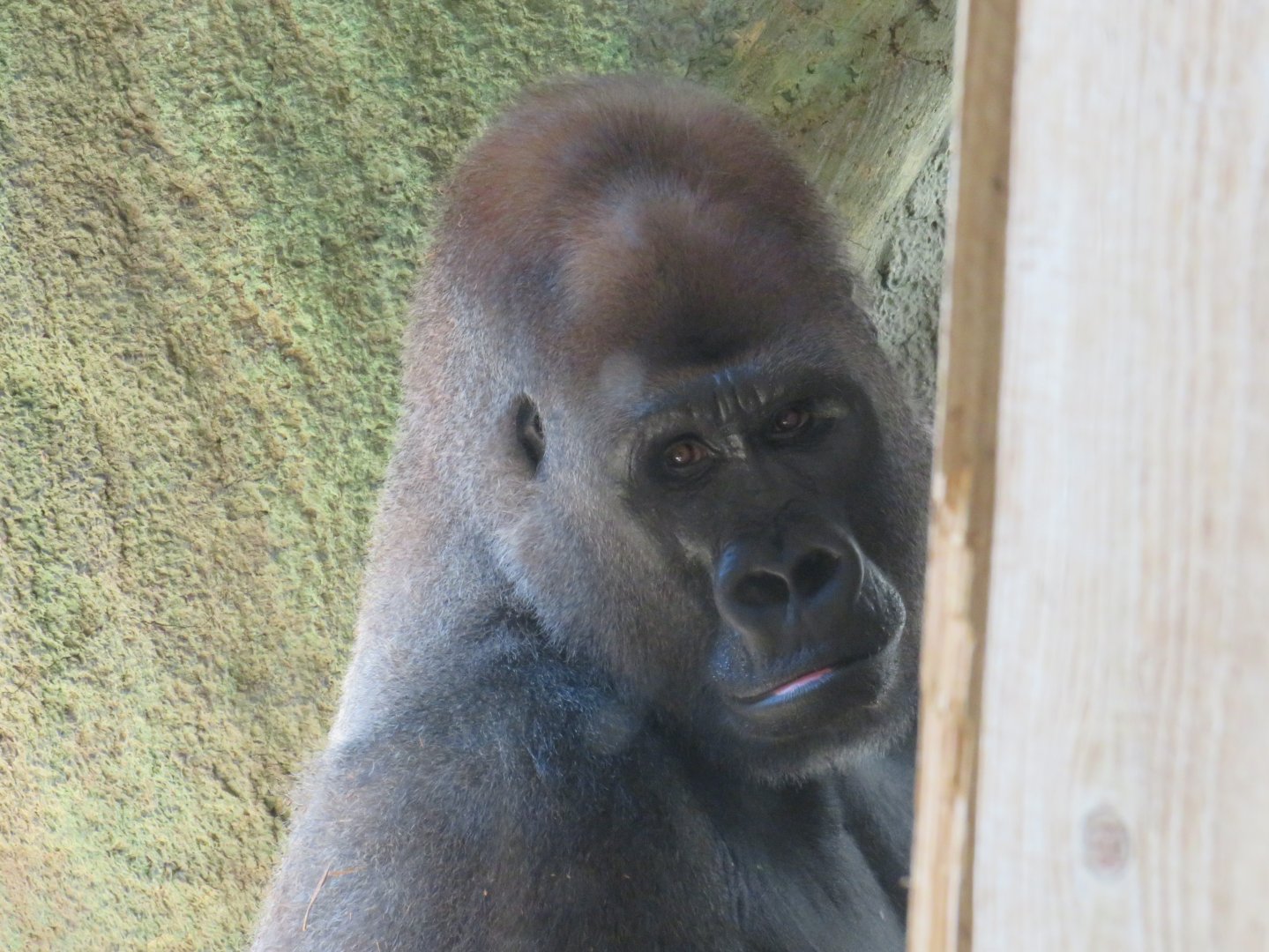 Western lowland gorilla