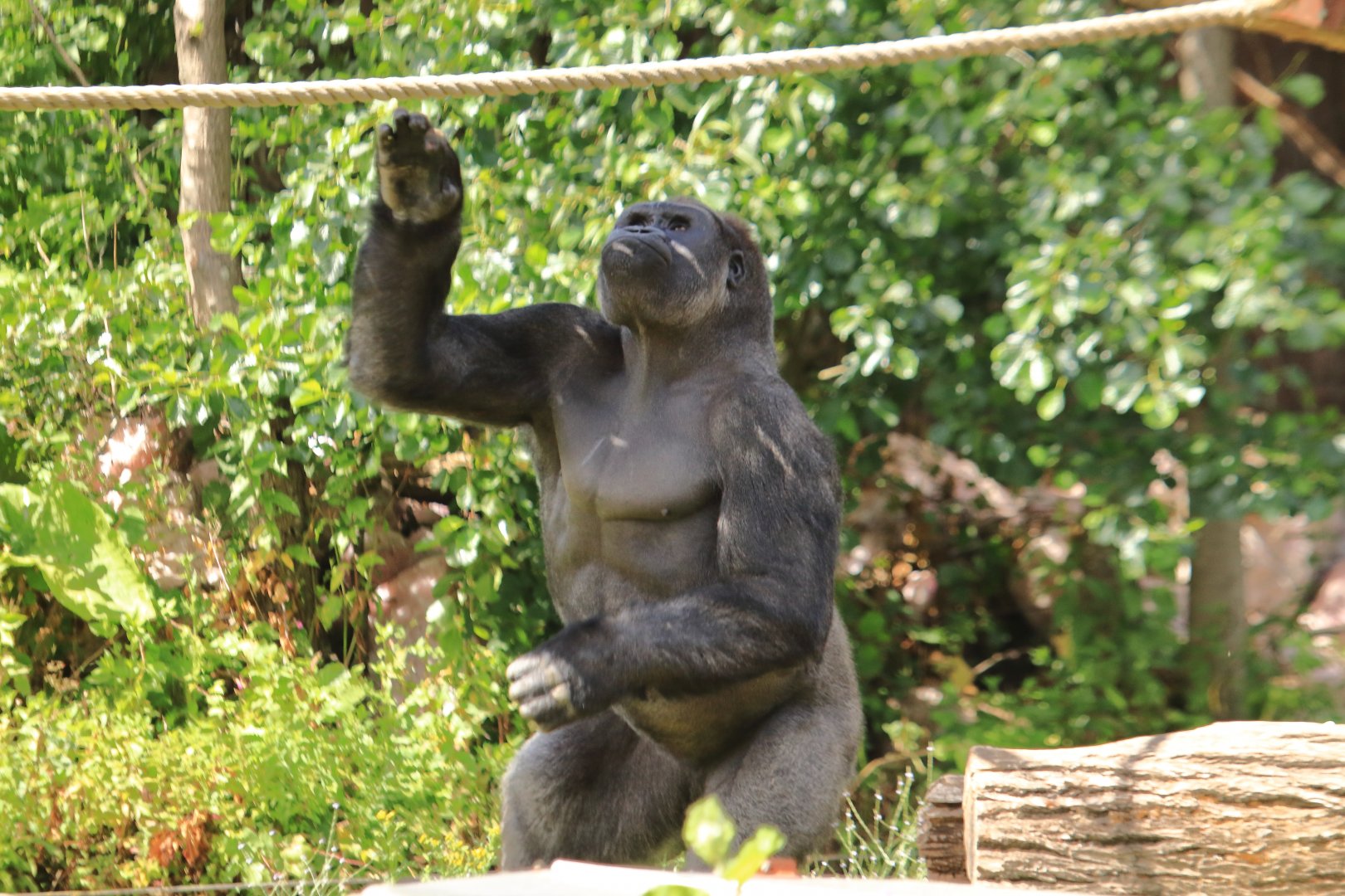 Western lowland gorilla
