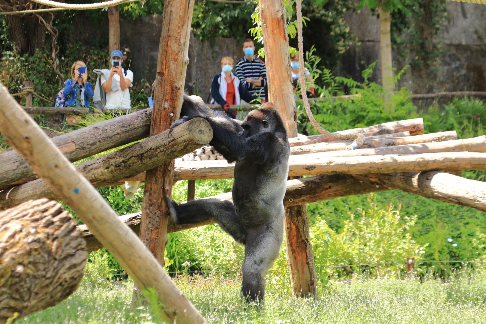 Western lowland gorilla