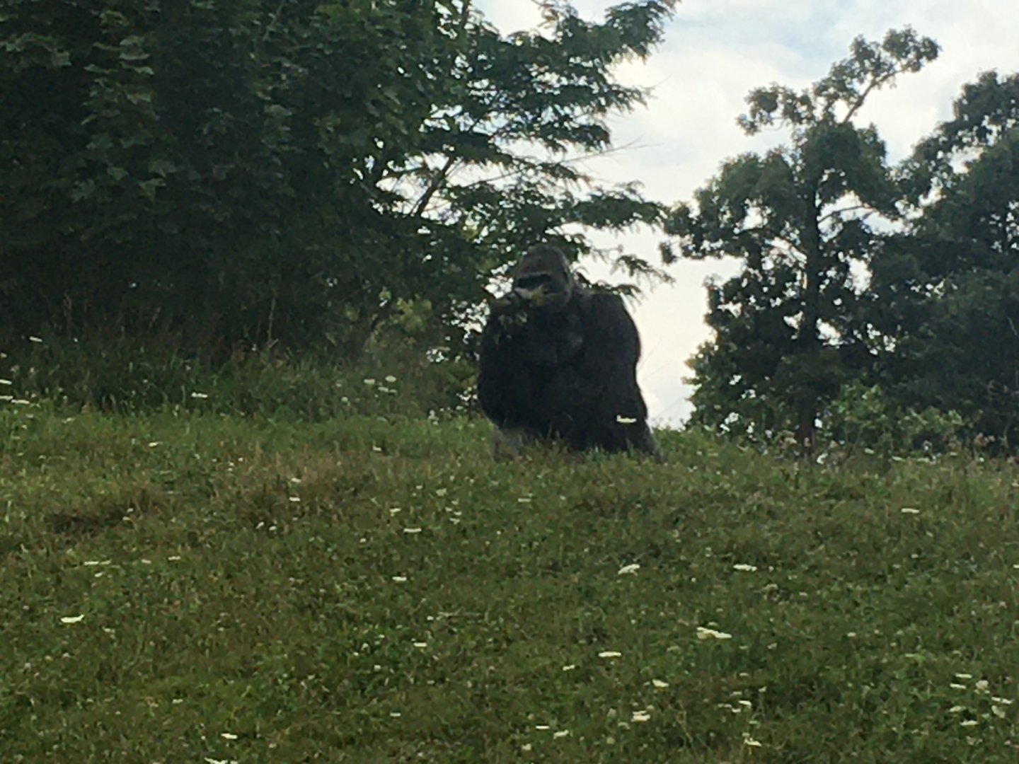 Western Lowland Gorilla