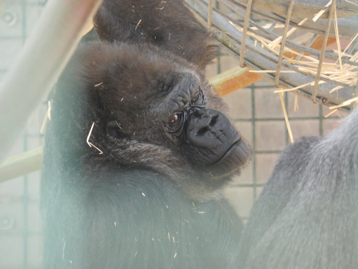 Western Lowland Gorilla