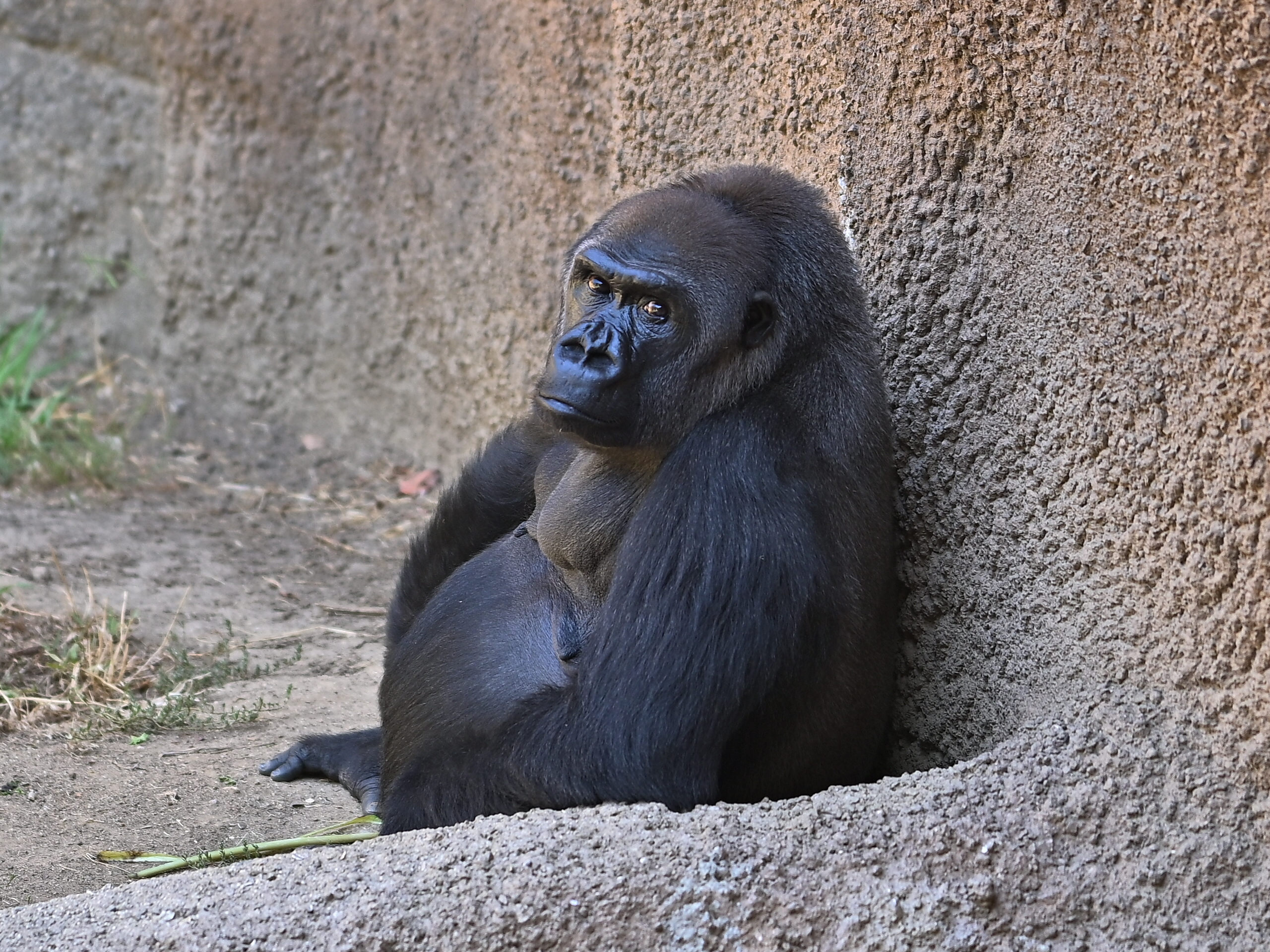 Western Lowland Gorilla