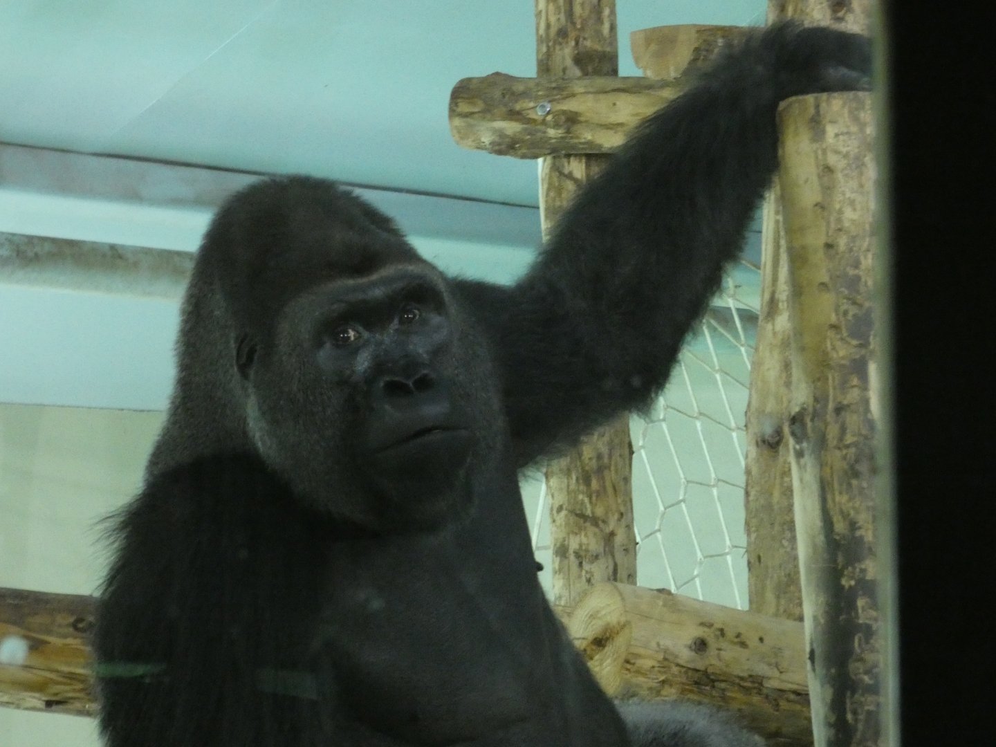 Western Lowland Gorilla