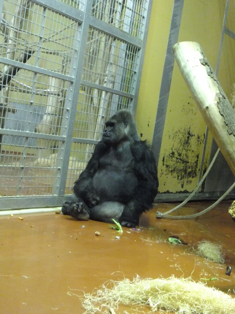 Western lowland gorilla