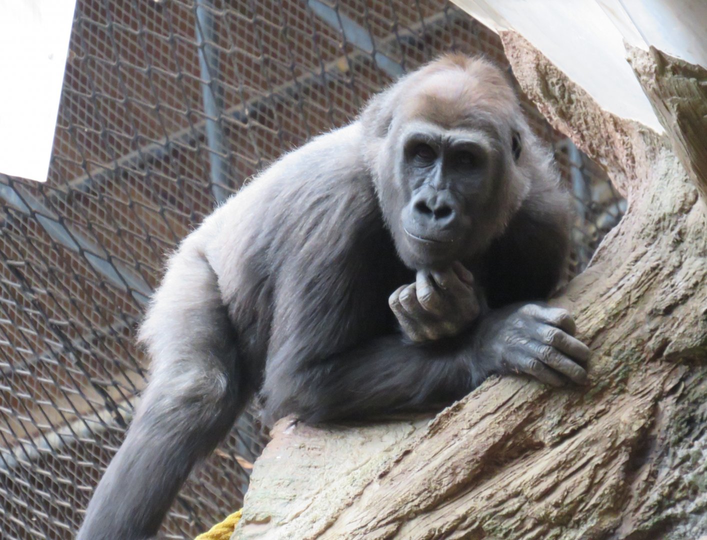 Western lowland gorilla