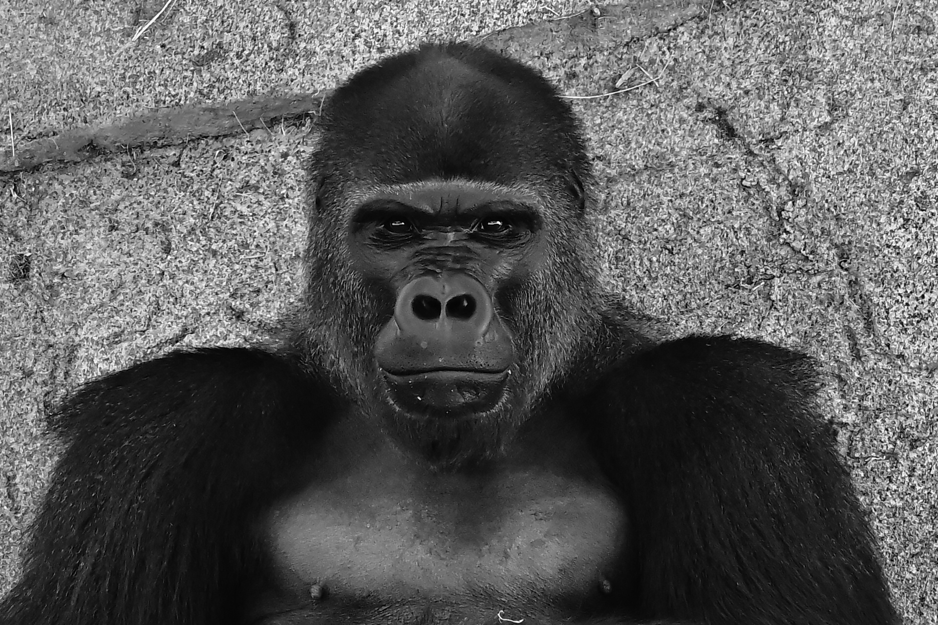 Western Lowland Gorilla