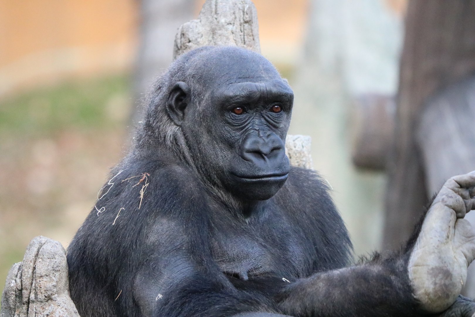 Western Lowland Gorilla