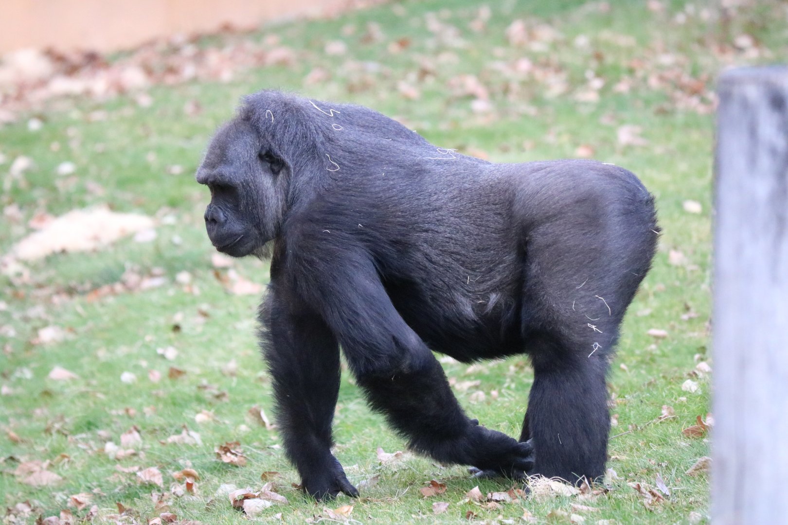 Western Lowland Gorilla