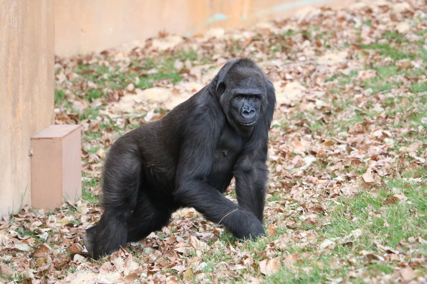 Western Lowland Gorilla