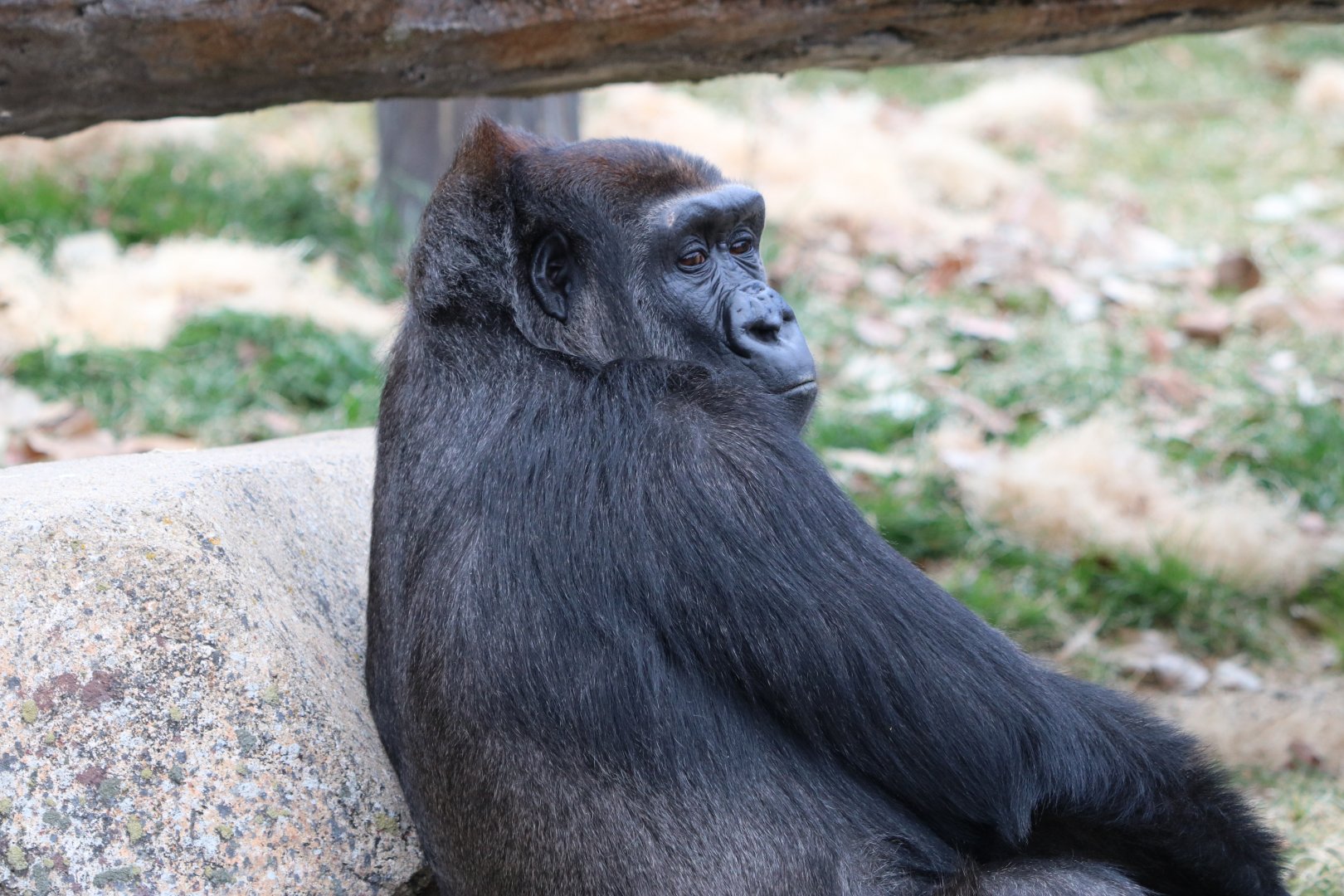 Western Lowland Gorilla