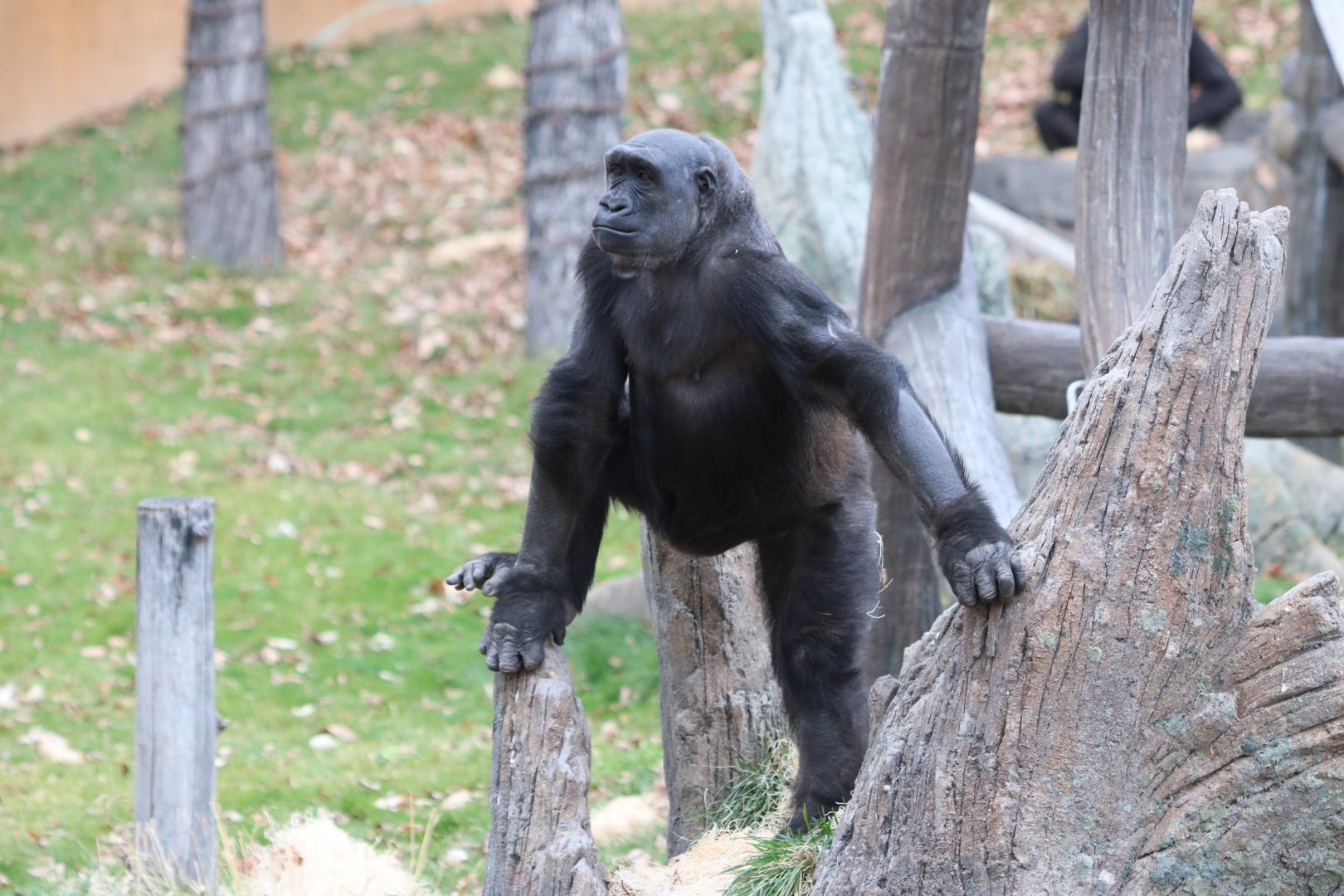 Western Lowland Gorilla