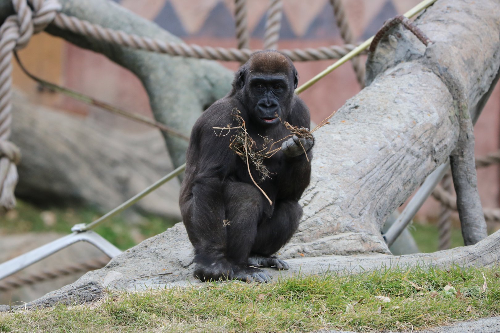 Western Lowland Gorilla