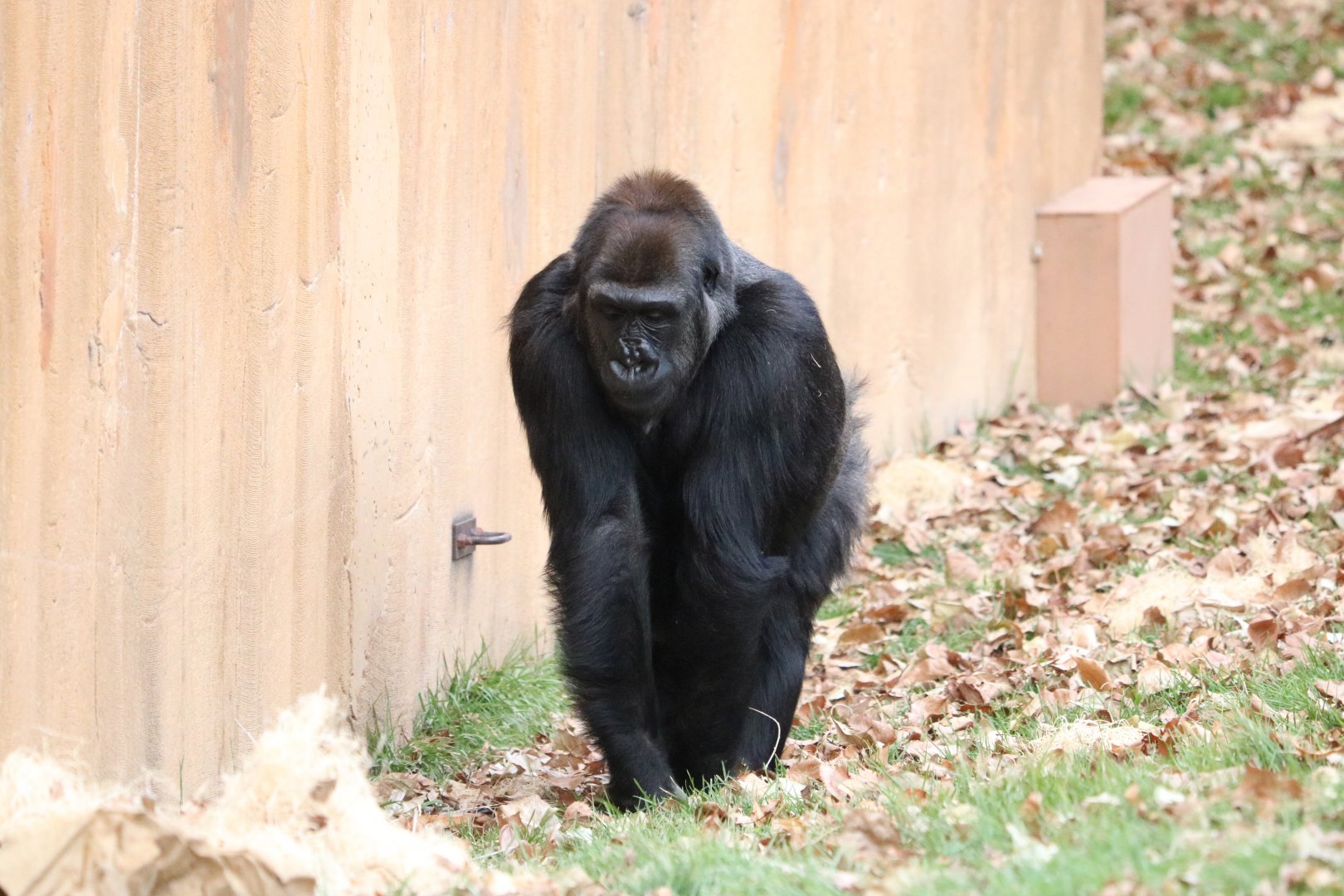 Western Lowland Gorilla