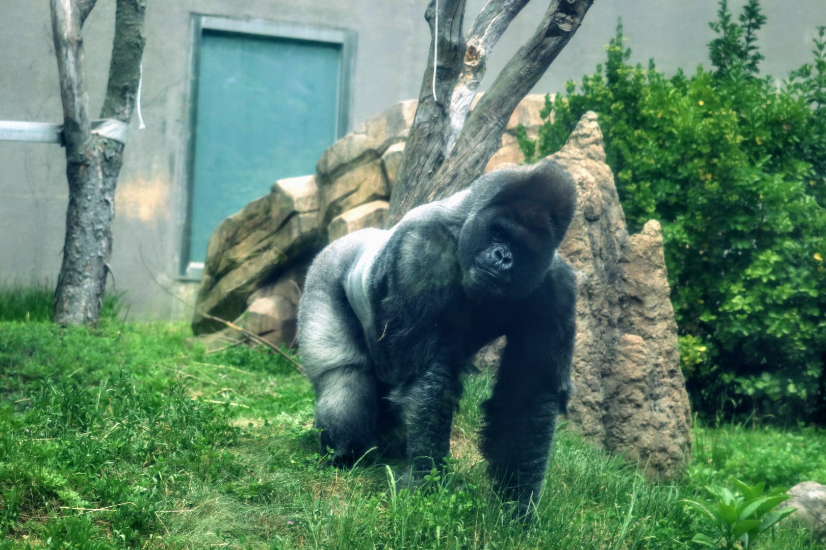 Western Lowland Gorilla