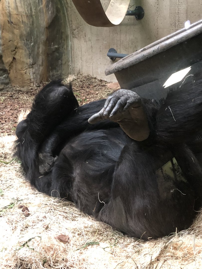 Western Lowland Gorilla