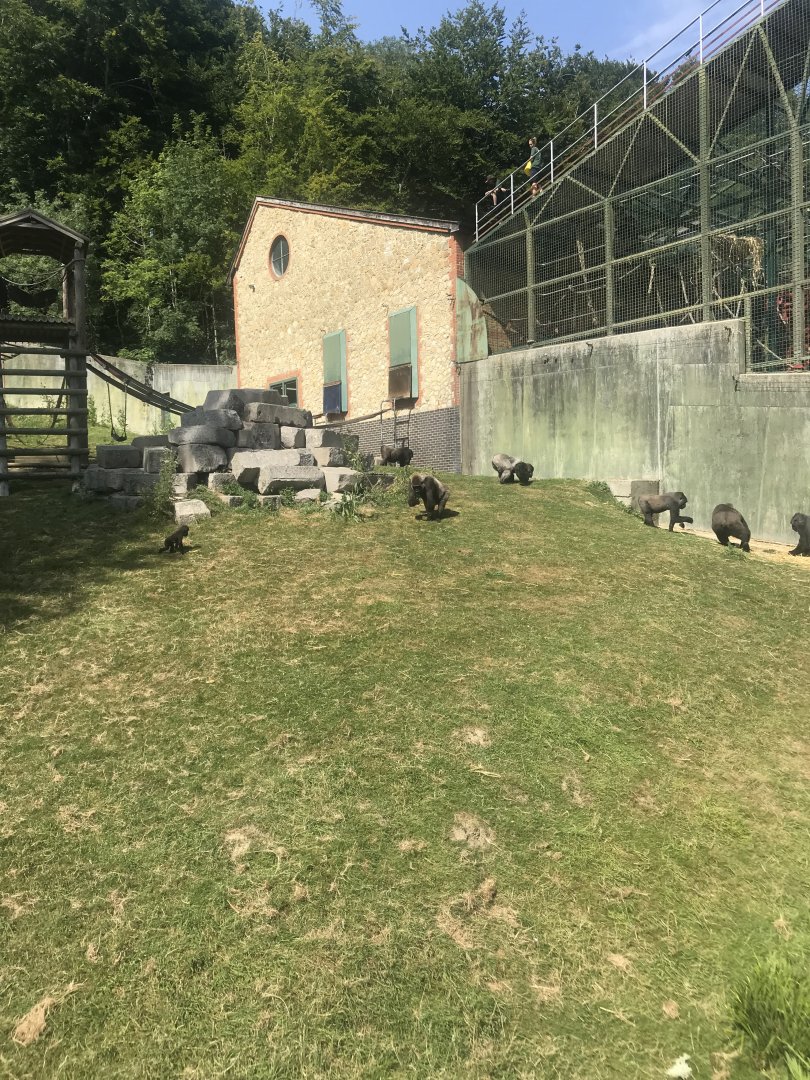 Western Lowland Gorilla