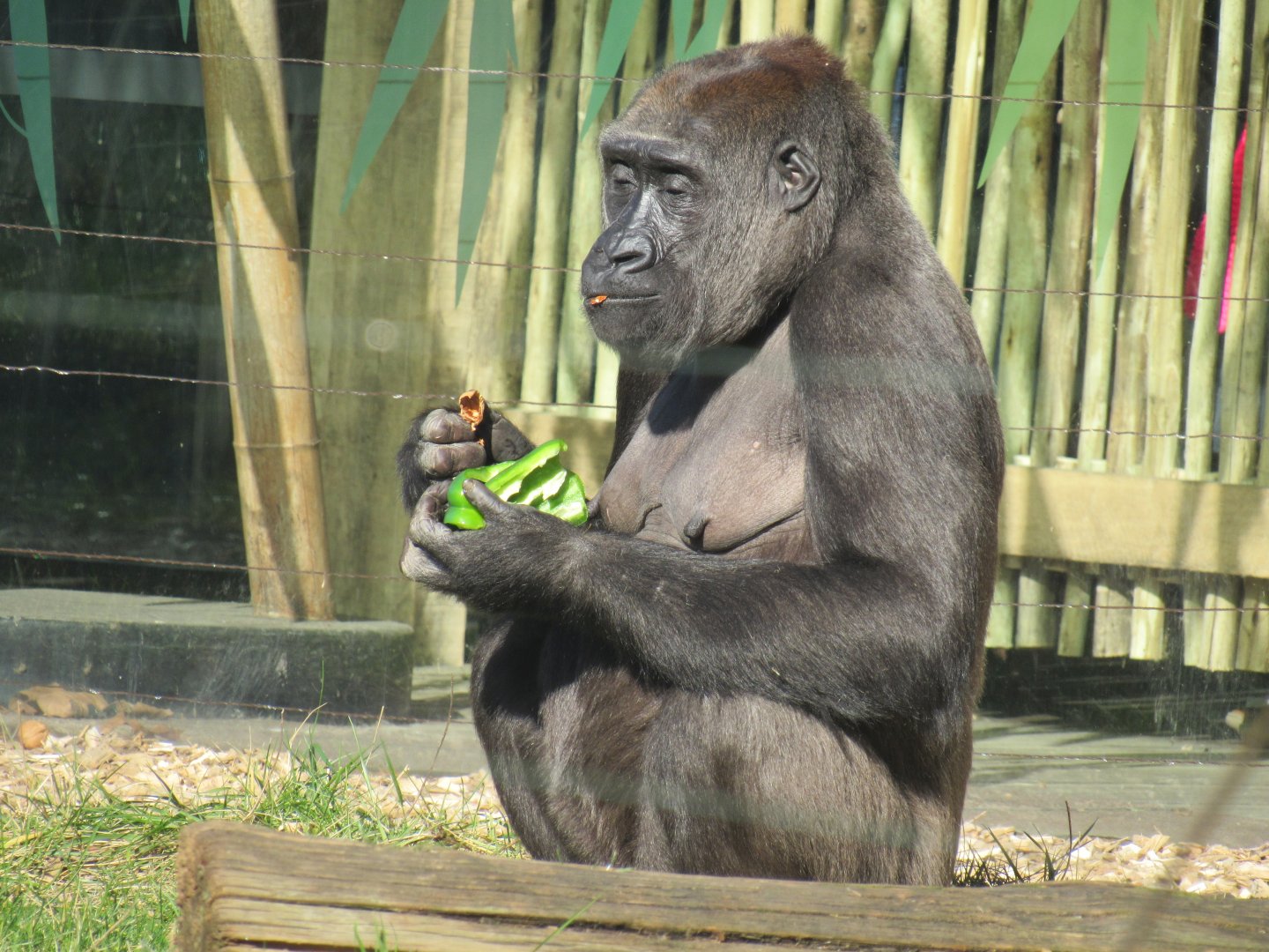 Western Lowland Gorilla