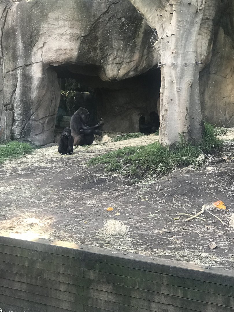 Western Lowland Gorilla