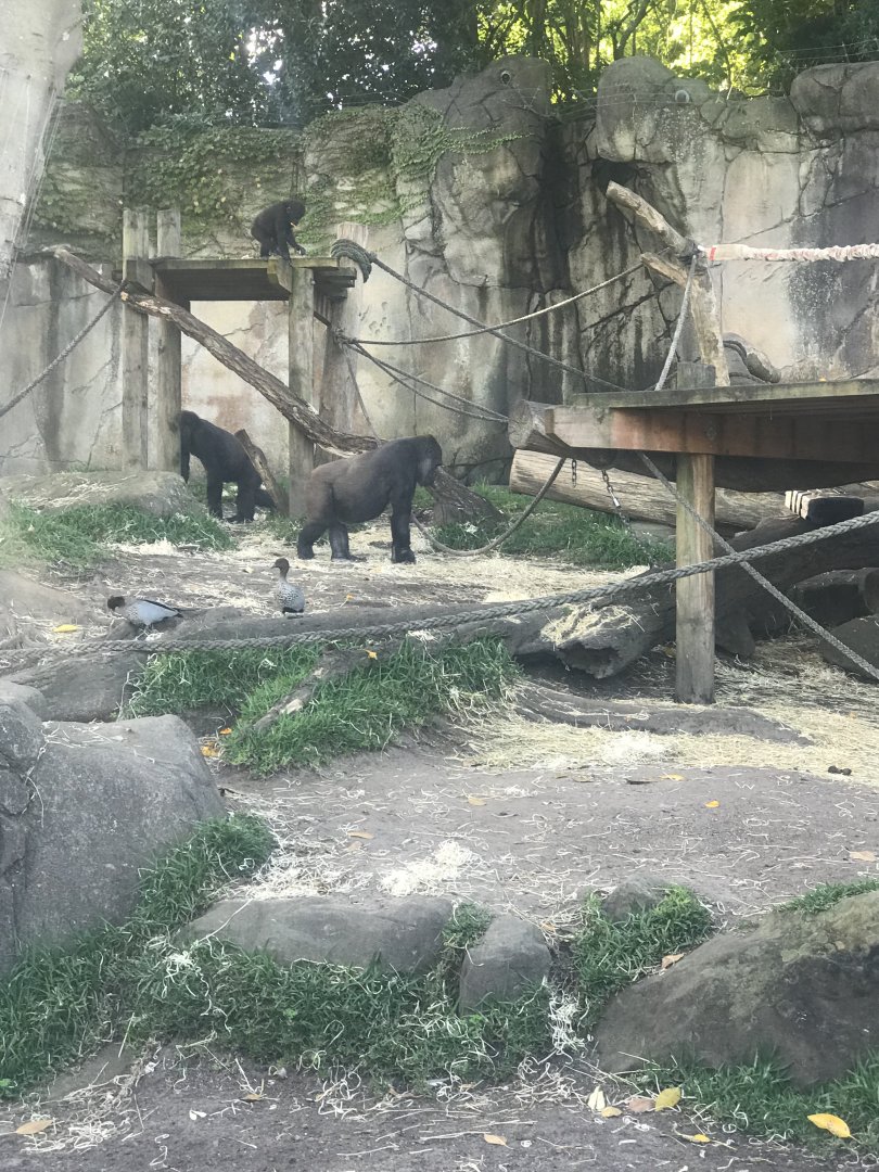 Western Lowland Gorilla